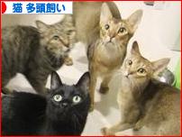 にほんブログ村 猫ブログ 猫 多頭飼いへ