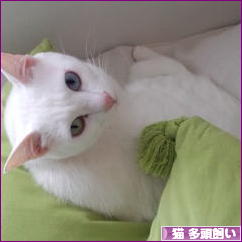 にほんブログ村 猫ブログ 猫 多頭飼いへ