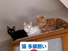 にほんブログ村 猫ブログ 猫 多頭飼いへ