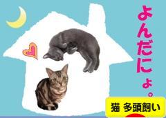 にほんブログ村 猫ブログ 猫 多頭飼いへ