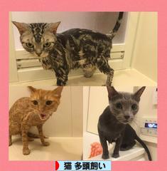 にほんブログ村 猫ブログ 猫 多頭飼いへ