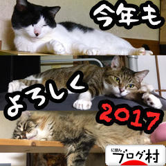 にほんブログ村 猫ブログ 猫 多頭飼いへ