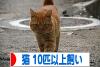 にほんブログ村 猫ブログ 猫 多頭飼い（10匹以上）へ