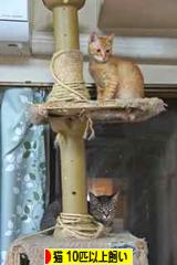 にほんブログ村 猫ブログ 猫 多頭飼い(10匹以上)へ