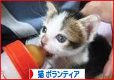 にほんブログ村 猫ブログ 猫 ボランティア・保護活動へ