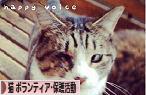 にほんブログ村 猫ブログ 猫 ボランティア・保護活動へ