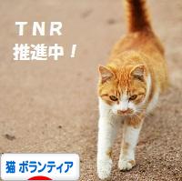 にほんブログ村 猫ブログ 猫 ボランティア・保護活動へ