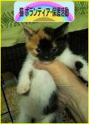 にほんブログ村 猫ブログ 猫 ボランティア・保護活動へ