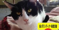 にほんブログ村 猫ブログ 猫 ボランティア・保護活動へ