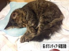 にほんブログ村 猫ブログ 猫 ボランティア・保護活動へ