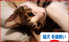 にほんブログ村 猫ブログ 猫犬 多頭飼いへ