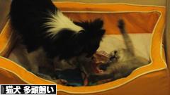 にほんブログ村 猫ブログ 猫犬 多頭飼いへ