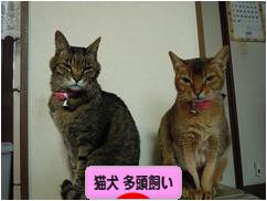 にほんブログ村 猫ブログ 猫犬 多頭飼いへ