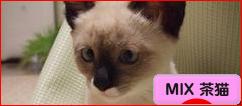 にほんブログ村 猫ブログ MIX茶猫へ