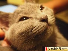 にほんブログ村 猫ブログ シャルトリューへ