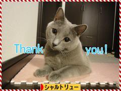 にほんブログ村 猫ブログ シャルトリューへ