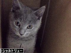 にほんブログ村 猫ブログ シャルトリューへ