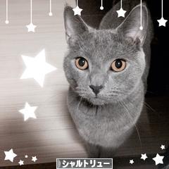 にほんブログ村 猫ブログ シャルトリューへ
