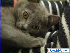 にほんブログ村 猫ブログ シャルトリューへ