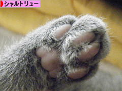 にほんブログ村 猫ブログ シャルトリューへ