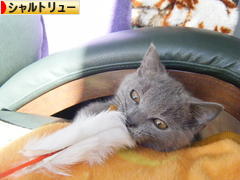 にほんブログ村 猫ブログ シャルトリューへ