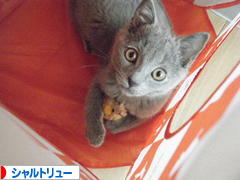 にほんブログ村 猫ブログ シャルトリューへ