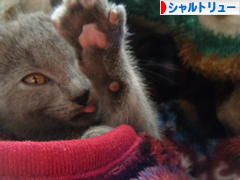 にほんブログ村 猫ブログ シャルトリューへ