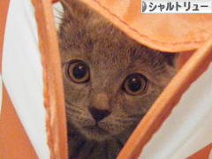 にほんブログ村 猫ブログ シャルトリューへ