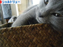 にほんブログ村 猫ブログ シャルトリューへ