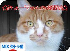 にほんブログ村 猫ブログ MIX茶トラ猫へ