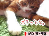 にほんブログ村 猫ブログ MIX茶トラ猫へ
