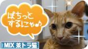 にほんブログ村 猫ブログ MIX茶トラ猫へ