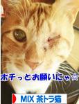 にほんブログ村 猫ブログ MIX茶トラ猫へ