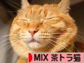 にほんブログ村 猫ブログ MIX茶トラ猫へ