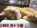 にほんブログ村 猫ブログ MIX茶トラ猫へ