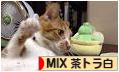 にほんブログ村 猫ブログ MIX茶トラ白猫へ