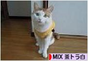 にほんブログ村 猫ブログ MIX茶トラ白猫へ