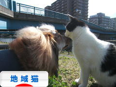 にほんブログ村 猫ブログ 地域猫へ