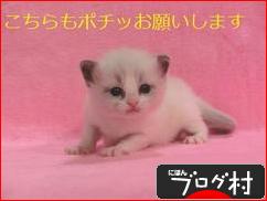 にほんブログ村 猫ブログ チンチラ（猫）へ