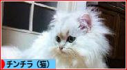 にほんブログ村 猫ブログ チンチラ（猫）へ