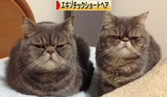にほんブログ村 猫ブログ エキゾチックショートヘアへ