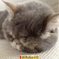 にほんブログ村 猫ブログ エキゾチックショートヘアへ