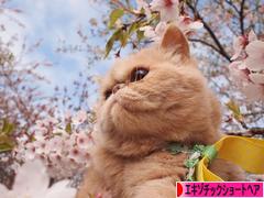 にほんブログ村 猫ブログ エキゾチックショートヘアへ