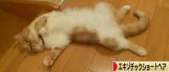 にほんブログ村 猫ブログ エキゾチックショートヘアへ