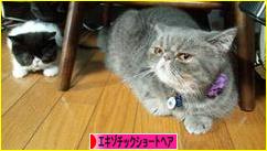 にほんブログ村 猫ブログ エキゾチックショートヘアへ