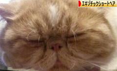にほんブログ村 猫ブログ エキゾチックショートヘアへ