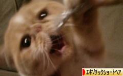 にほんブログ村 猫ブログ エキゾチックショートヘアへ