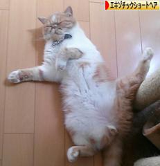 にほんブログ村 猫ブログ エキゾチックショートヘアへ