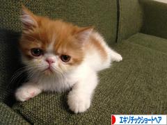 にほんブログ村 猫ブログ エキゾチックショートヘアへ