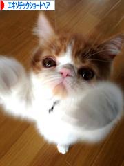 にほんブログ村 猫ブログ エキゾチックショートヘアへ